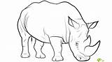 Rhino Coloring Rhinoceros Realistic Pages Print Color Real Animals Printable Getdrawings Getcolorings sketch template