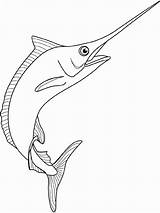 Marlin Spearfish Swordfish Pez Espada Social Destin National Bahamas Bah Muay Thai Pescador Gulf Oceano Marítima Sombras Cómo Defino Seandietrich sketch template