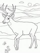 Coloring Pages Deer Tailed Printable Buck Print Kids Whitetail Drawing Doe Color Face Head Deers Bestcoloringpagesforkids Sheets Adult Clipart Animals sketch template