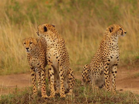 masai mara duma gepard duma gepard  brueder  brothers cheetah masai
