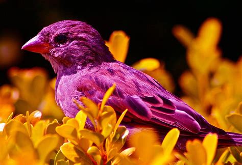 purple bird photograph  elizabeth ericson
