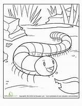Millipede Centipede Insects sketch template