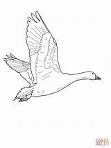 Goose Nene Oie Geese Kleurplaat Vole Include Renkler Kleurplaten Neiges Dino Vliegende Supercoloring sketch template