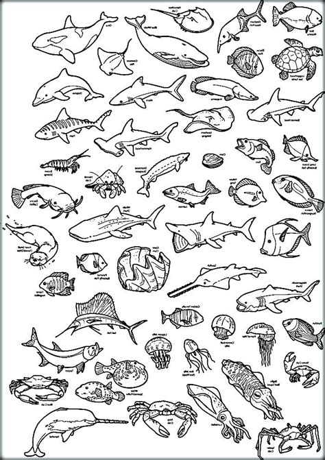 deep sea creatures coloring pages  getdrawings