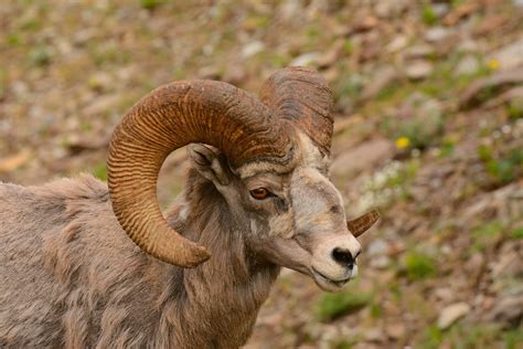 animals goats lamb