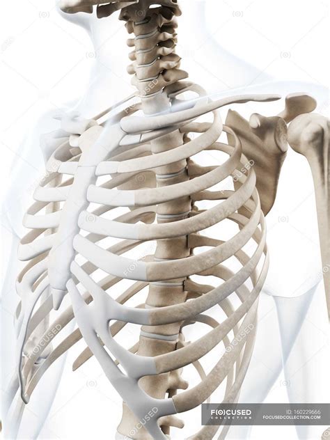Rib Cage Anatomy Human Ribcage Anatomy Detailed