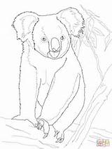 Koala Bear Coloring Tree Pages Drawing sketch template