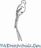 Quetzal Draw Resplendent Bird Drawing Easy Tutorial Print Paintingvalley sketch template