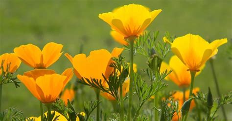 grow california poppy  questions answered gardening channel