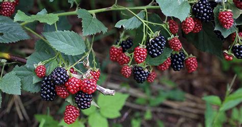 plant  grow blackberry bushes gardeners path
