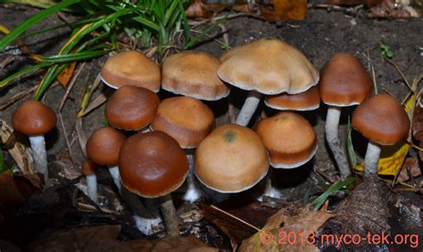 psilocybe azurescens exotic psilocybes pinterest mushroom fungi