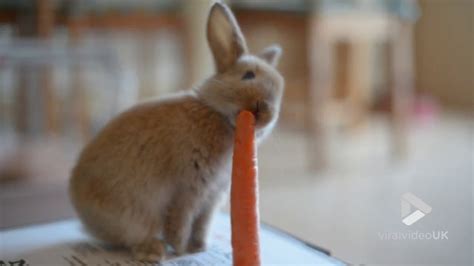 Adorable Bunny Eating A Carrot Viral Video Uk Youtube