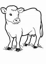 Cow Animals Coloring sketch template
