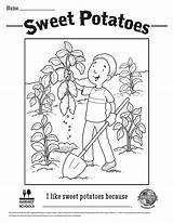 Sweet Coloring Sheet Potato Potatoes Chọn Bảng sketch template