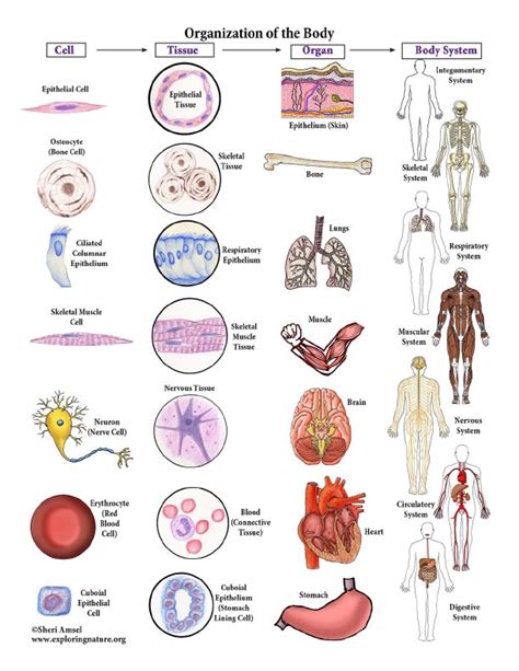 Cells Tissues Organs Organ Systems Worksheet Printable Calendars At A