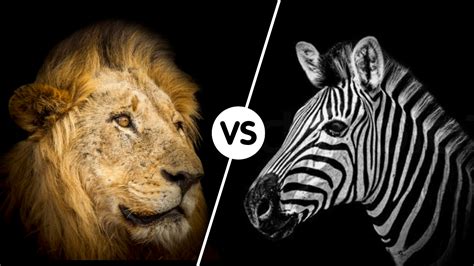 lion  zebra fight comparision   win lion attack zebra full video animal attack