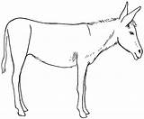 Mule Drawing Getdrawings sketch template