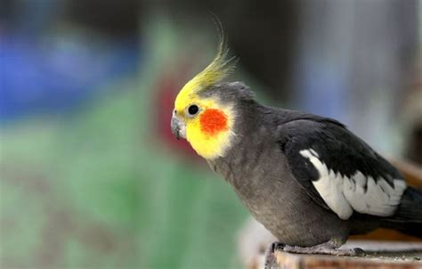 top  small pet birds