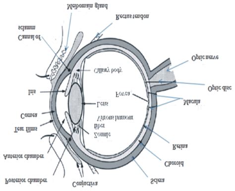schematic diagram   human eye  scientific diagram