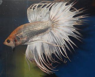 crowntail ct crowntails received     spiky tail  fins
