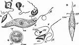 Euglena Viridis Fission Vues Alamyimages Usf Tiff sketch template