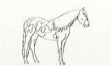 Pinto Horse Paint Lines Bv Academy Drawing Getdrawings Deviantart sketch template