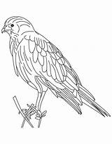Goshawk Coloring Northern Hawk Red Eagle Golden Tailed Library Clipart Comments sketch template
