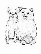 Coloring Pomeranian Pages Dog Chihuahua Kids Netart Getcolorings Popular Print Color sketch template