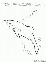 Colorare Delfino Delfin Oceano Malvorlagen Pages Marin Colorkid Polpo Kolorowanki Unterwasserwelt Underwater Sous Coloriage Submarino Subacqueo Leone Kolorowanka Coloriages sketch template