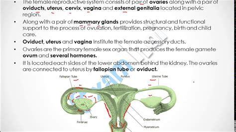 Female Reproductive Organ Parts And Functions Female Reproductive