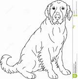 Labrador Head Contour Colourbox Labradors sketch template
