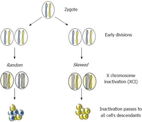 X Chromosome Inactivation And Autoimmune Diseases