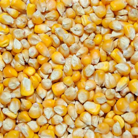yellow corn grains stock image image  macro grains