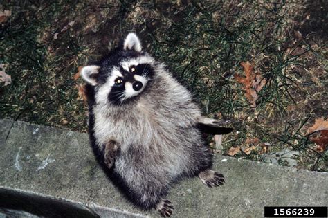 raccoon procyon lotor