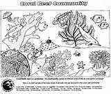 Reef Cnidarian Ecology Cnidarians Curriculum Animalstown sketch template