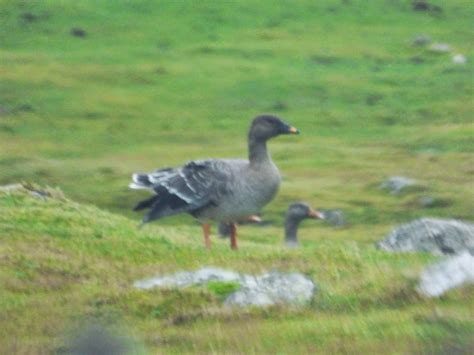 logans nature blog shetland goose count