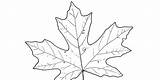 Drawing Leaf Trees Drawings Muir John Leaves Big Maple Branches Laws Part Paintingvalley sketch template