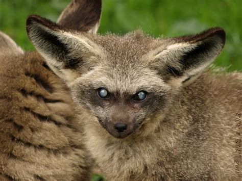 bat eared fox rnatureisfuckinglit