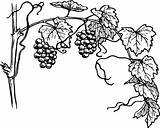 Grape Coloring Clipart Vines Sheet Grapevine Getdrawings Drawing sketch template
