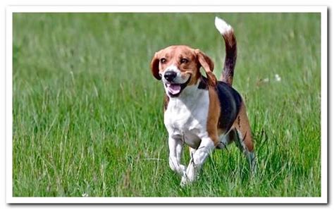beagle dog stubborn character  big big heart dogsis