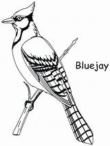 Jay Coloring Blue Bird Pages Bluejay Toronto Drawing Birds Color Clipart Jays Sketch Backyard Printable Kids Colouring Patterns Drawings Adult sketch template