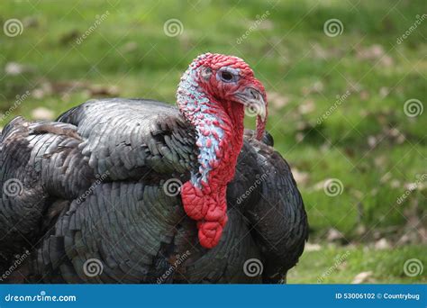 male tom turkey head stock photo image