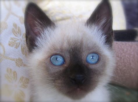 65 Most Popular Siamese Cat Names