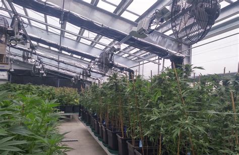 advanced automated cannabis greenhouse ceres greenhouse