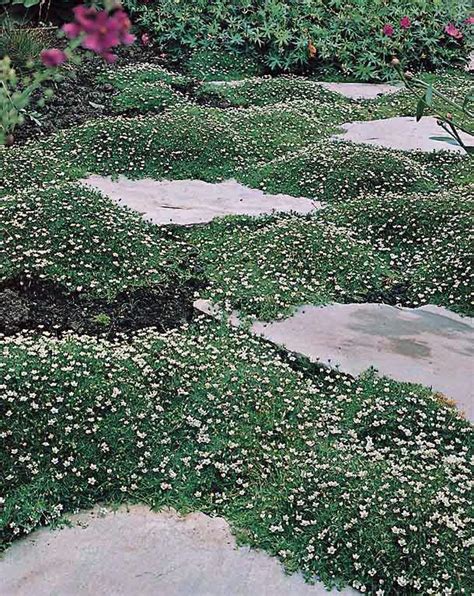 irish moss seeds pearlwort irish moss perennial ground cover seed
