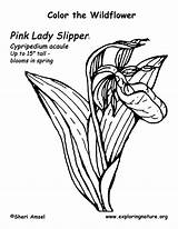 Coloring Slipper Pages Flower Lady Ladyslipper Ladys Template sketch template