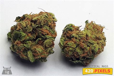 Venta De Marihuana A Domicilio En