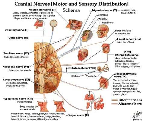 cranial nerves and their functions brain showingorigin of cranial