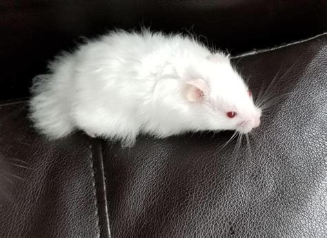 Meet Kane My New White Long Haired Syrian Hamster Hes So Beautiful