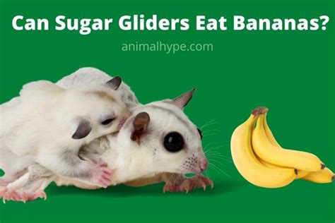 sugar gliders eat bananas animal hype